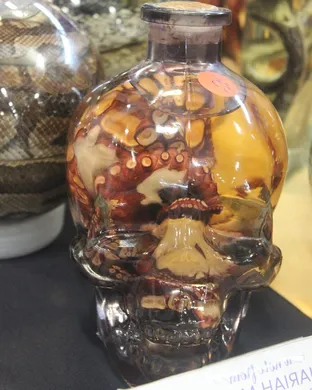Oddities and Curiosities Expo Providence